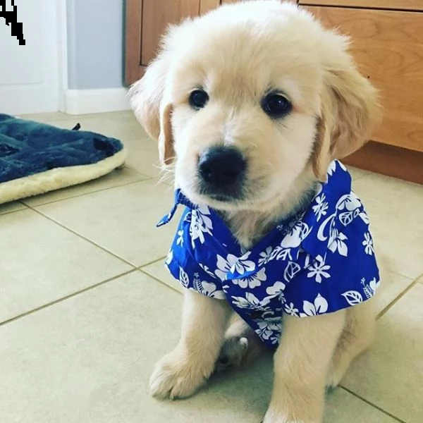cuccioli golden retriever maschi femmina
