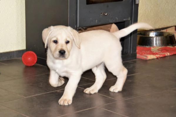 vendita cucciolo cuccioli di labrador retriever