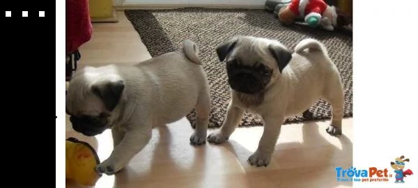 vendita stupendi cuccioli carlini con pedigree