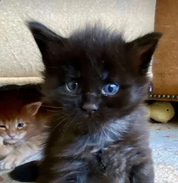 maine coon  | Foto 2