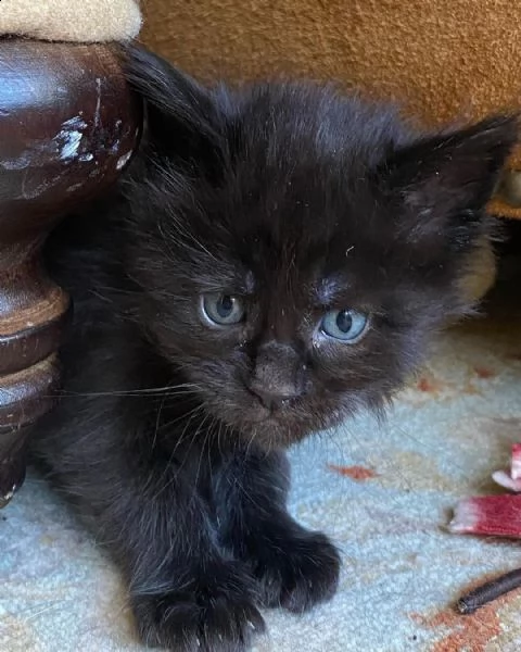 maine coon  | Foto 0