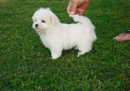 regalo maltese