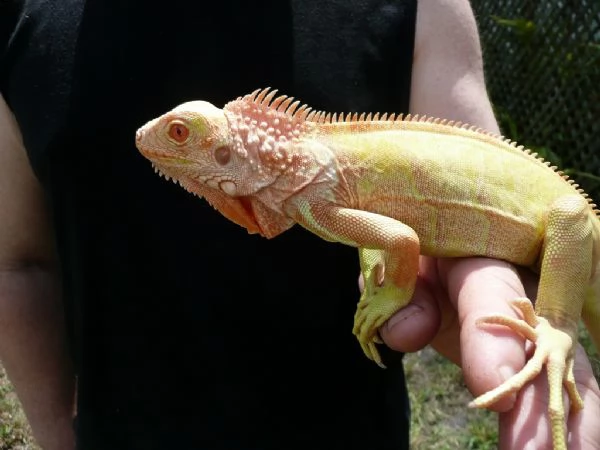 iguana albina | Foto 2