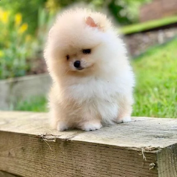 pomerania marrone e bianco gratis:::::