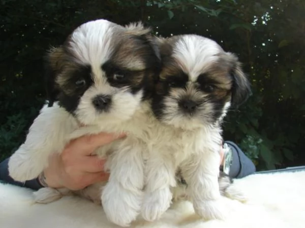 regalo cuccioli shih tzu