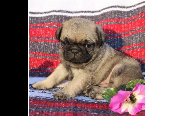 dolce e gentile ragazza di razza carlino 