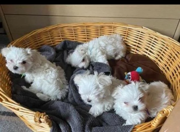 regalo cucciolo maltese toys