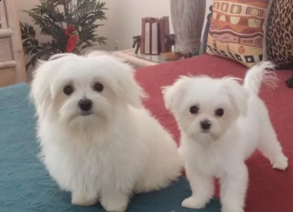 regalo cucciolo vendita cucciolo cuccioli di maltese toy maschio e femmina