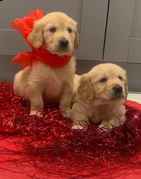 cuccioli di golden retriever in adozione