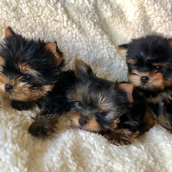 cuccioli dello yorkshire in adozione | Foto 1