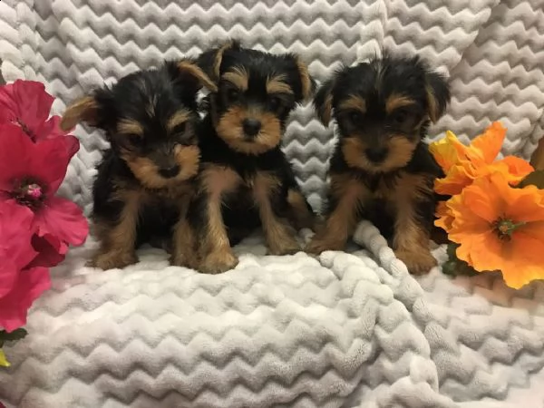 cuccioli dello yorkshire in adozione