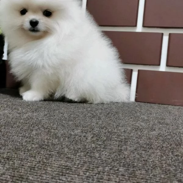 regalo  volpino pomerania mini toy $$$$ | Foto 0