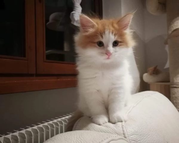 cuccioli di gatti norvegesi delle foreste. | Foto 1