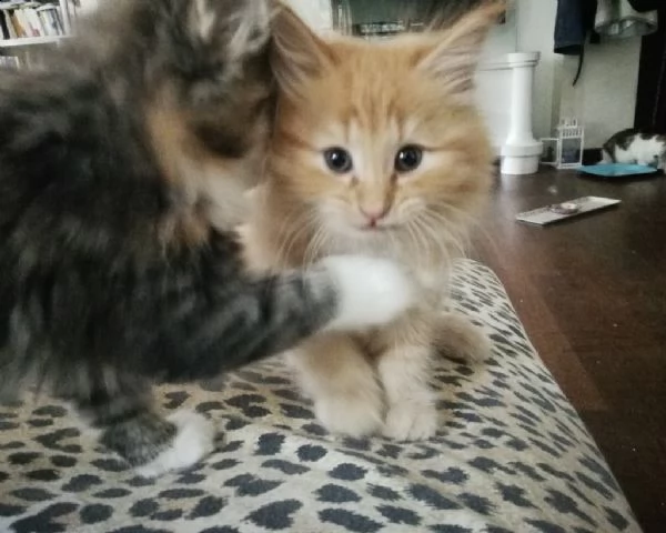 cuccioli di gatti norvegesi delle foreste. | Foto 0