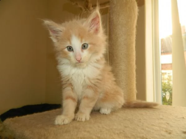 7 bellissimi cuccioli di norvegese 