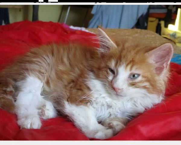 7 bellissimi cuccioli di norvegese  | Foto 3