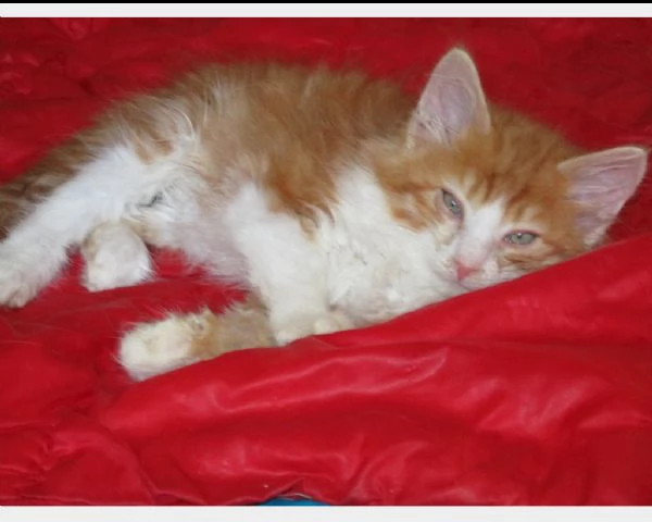 7 bellissimi cuccioli di norvegese  | Foto 2