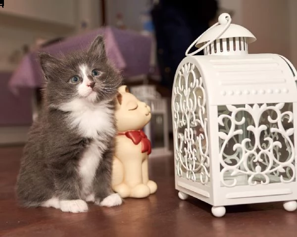 7 bellissimi cuccioli di norvegese  | Foto 1