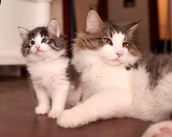 7 bellissimi cuccioli di norvegese  | Foto 0