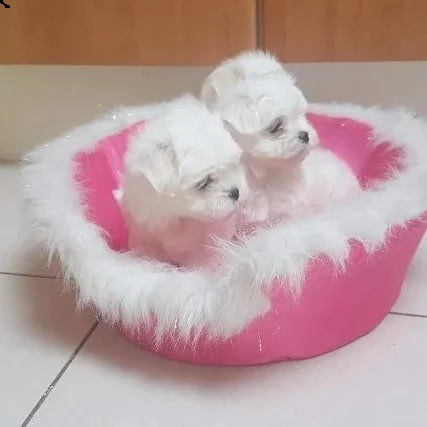 cuccioli maltesi mini tazza da tè di razza pura | Foto 0
