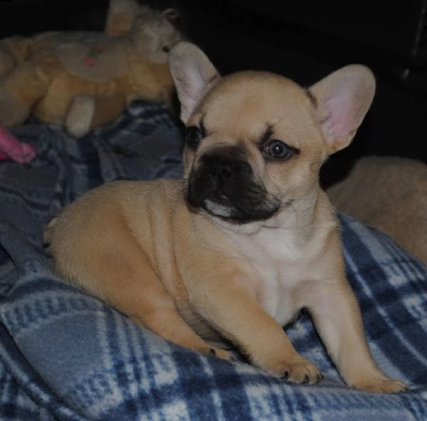 bulldog francese blu cuccioli | Foto 1