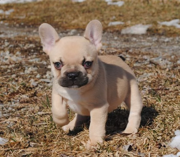 bulldog francese blu cuccioli | Foto 0