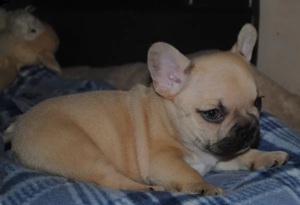bulldog francese blu cuccioli