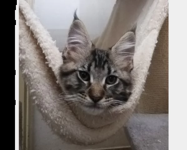 6 cuccioli di maine coon | Foto 0
