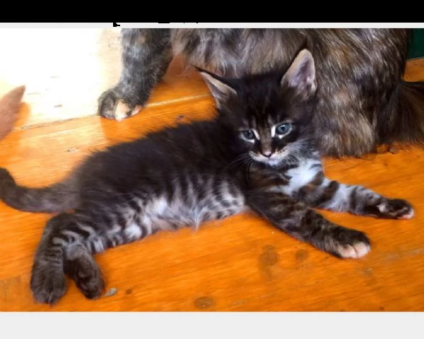 6 cuccioli di maine coon