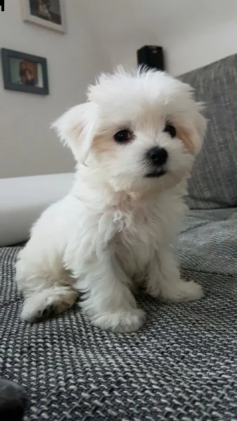 cucciolo di maltese maschio taglia toy | Foto 1
