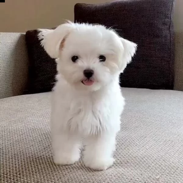 cucciolo di maltese maschio taglia toy