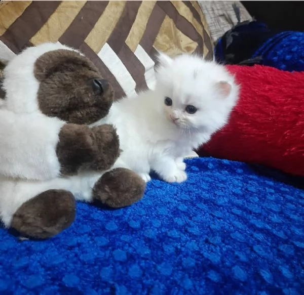 splendidi gattini persiani maschi e femmine: | Foto 1