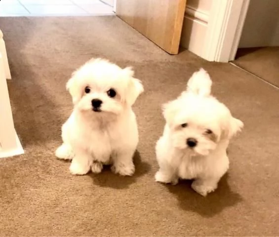 cuccioli maschi e femmine in adozione sì