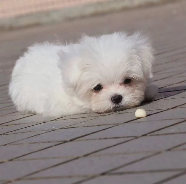mini tazza da tè maltesi cuccioli bianchi maschi e femmine | Foto 4