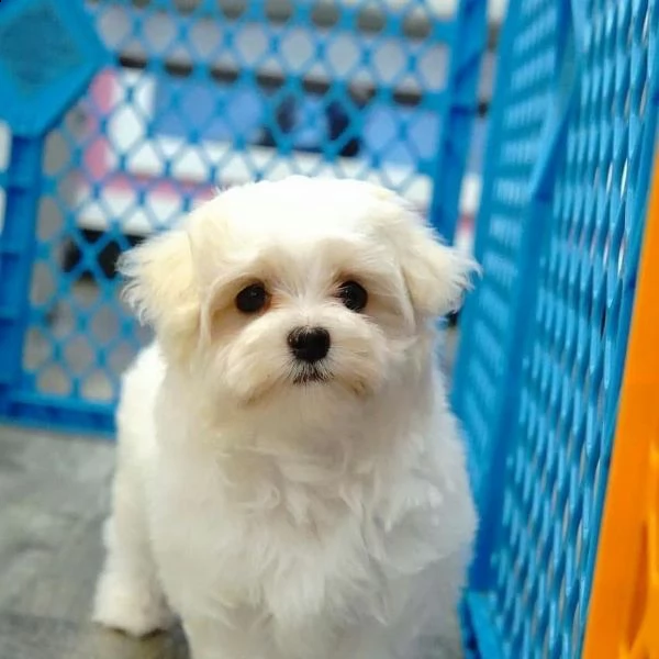 mini tazza da tè maltesi cuccioli bianchi maschi e femmine | Foto 0