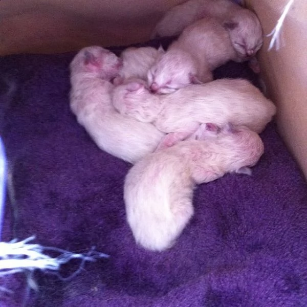 i miei bambini in adozione