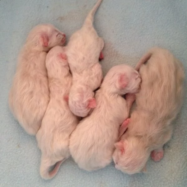 stiamo cercando una bella casa per i nostri bambini