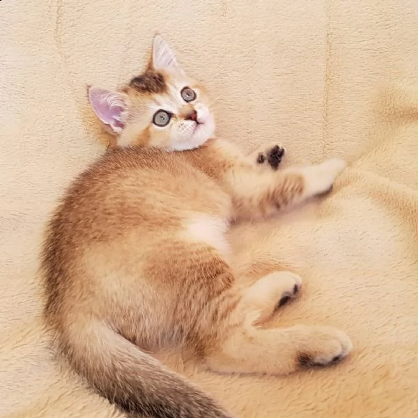 i nostri gattini persiani disponibili