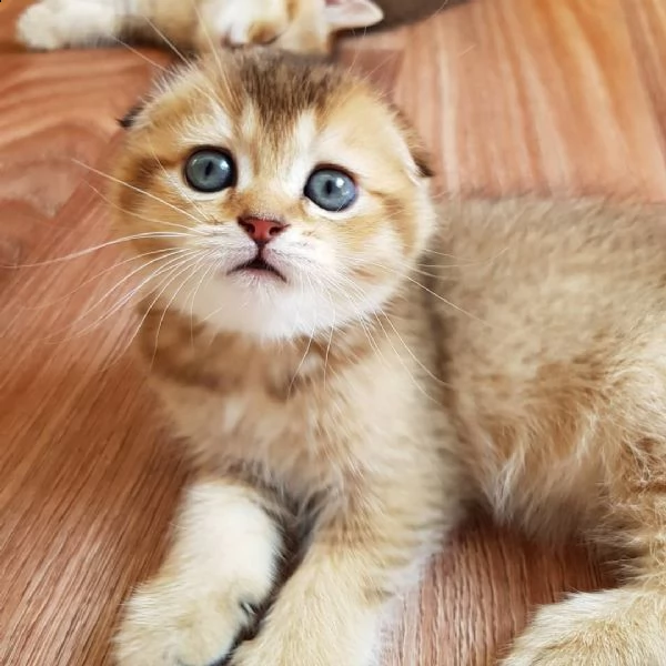gatto british shorthair in vendita