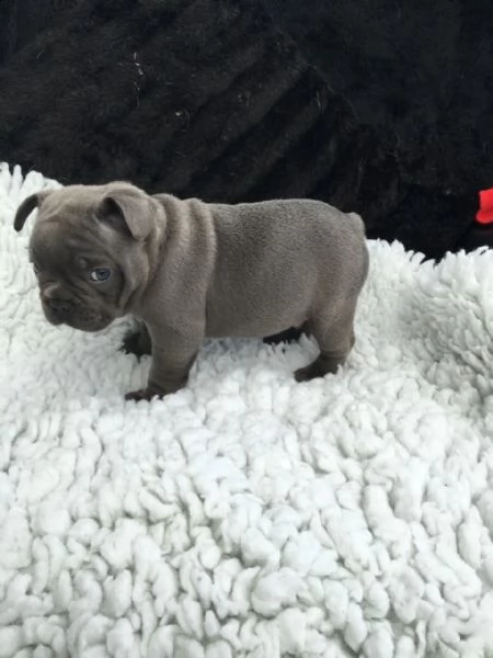 vendita cuccioli di bulldog francese | Foto 0