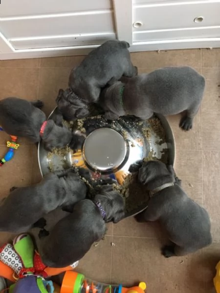 vendita cuccioli di bulldog francese