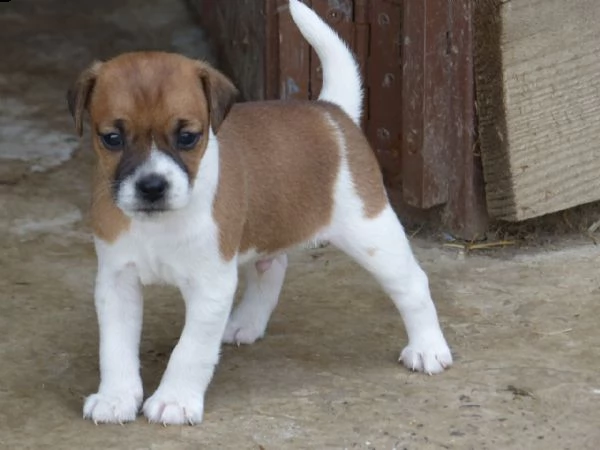splendidi cuccioli di jack russell in miniatura | Foto 0