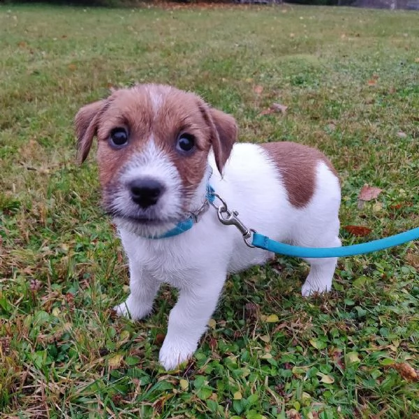 splendidi cuccioli di jack russell in miniatura