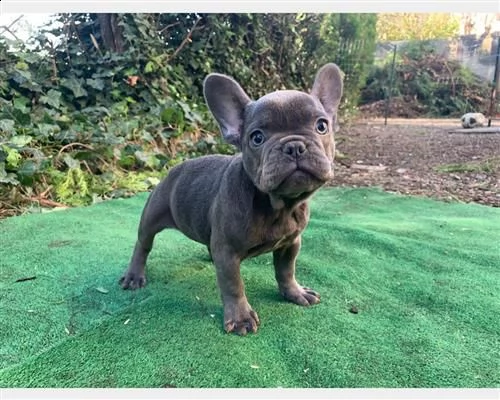 vendita cucciolo splendidi cuccioli di bulldog francese 