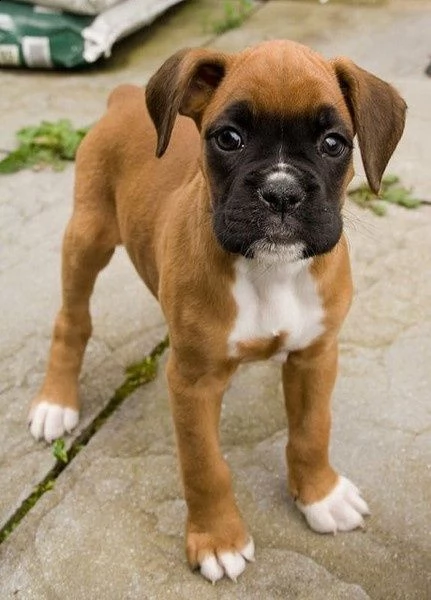 vendita cucciolo boxer maschio tigrato