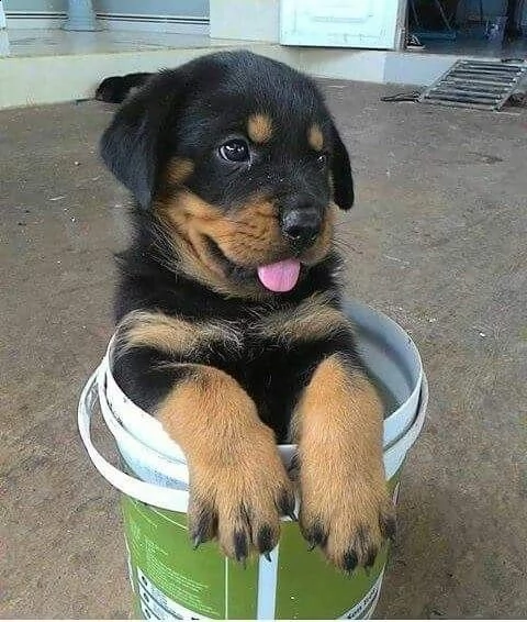 vendita disponibili cuccioli rottweiler alta genealogia 