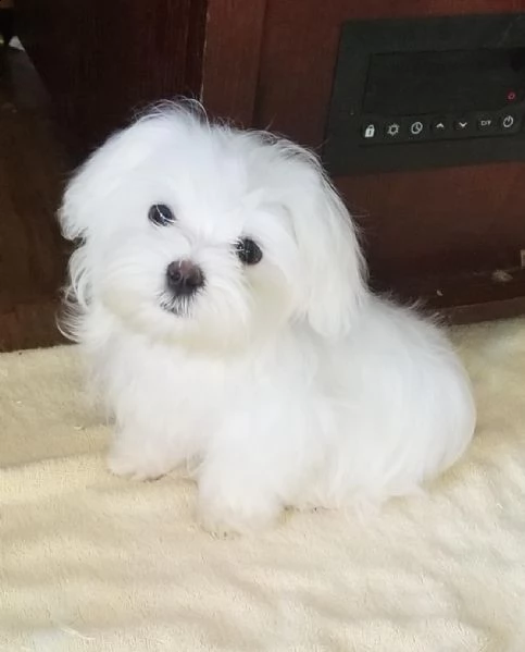 regalo malteseaaaa | Foto 0