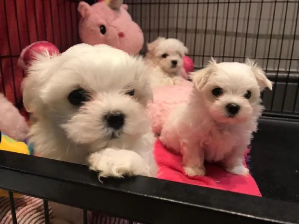 cuccioli di maltese toy