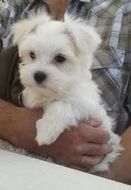 cuccioli di maltese toy | Foto 0