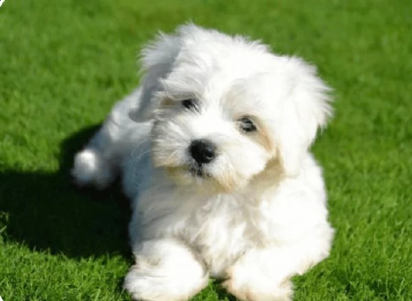 regalo maltese((()))